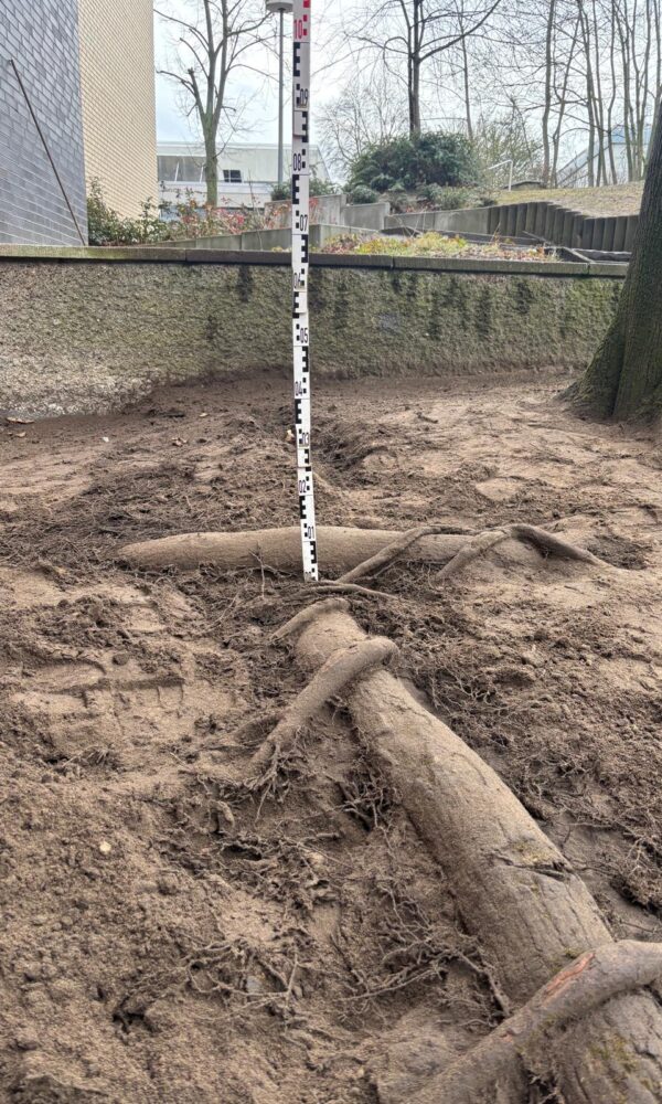 Baumwurzeln und ein Messstab