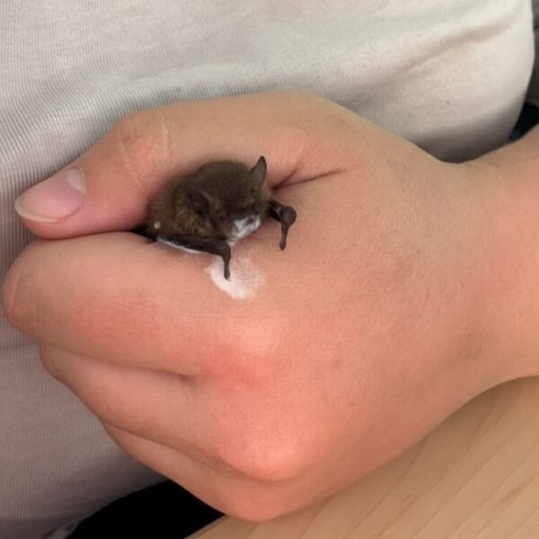 Eine Fledermaus in einer Hand