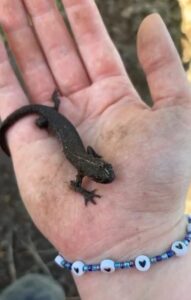 Molch auf einer Handfläche