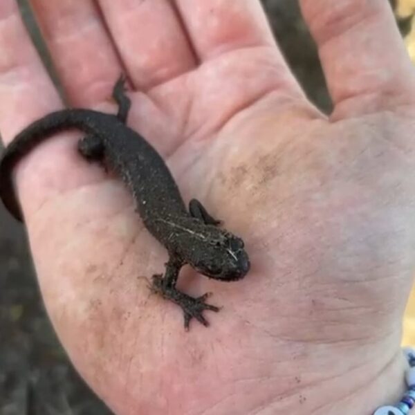 Molch auf einer Handfläche